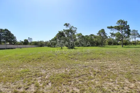 Imagem secundária do Explore o Parque das Figueiras: Conexão com Sua Essência