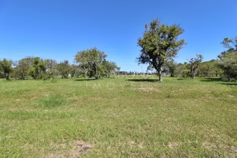 Imagem secundária do Viva no Parque das Figueiras: Sua Essência em Harmonia