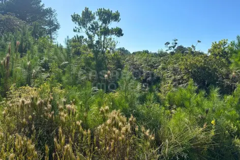 Imagem #2 do imóvel Terreno no Pinus Park em Arroio do Sal: tranquilidade e valorização