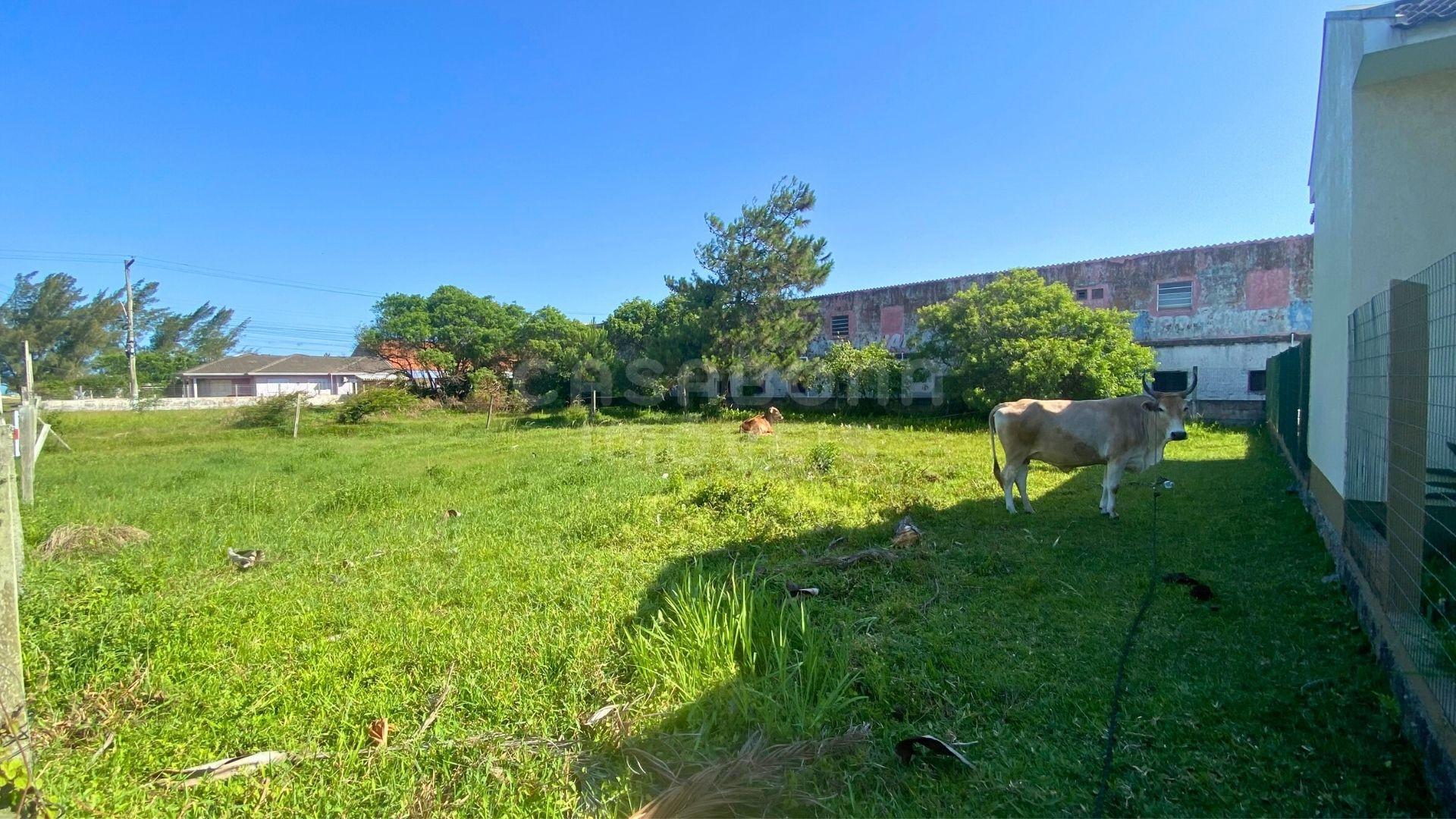 Terreno 12 x 25 no Balneário Figueirinha – Iluminação Privilegiada e Excelente Espaço para Construir